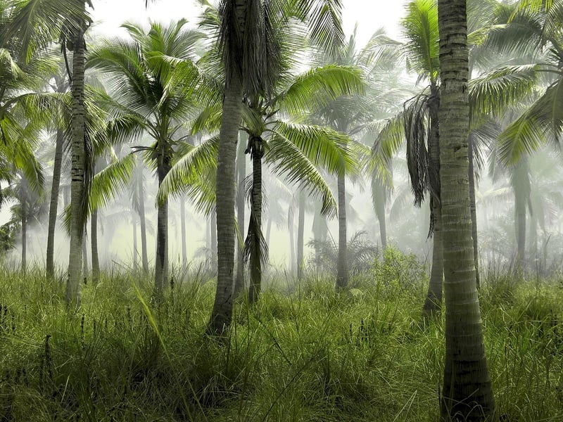 Tropical Rainforest