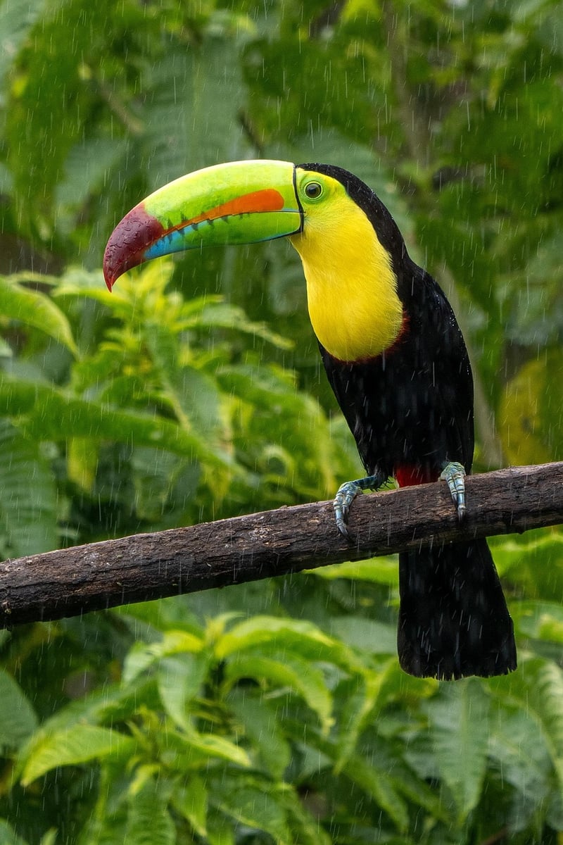 Tropical Rainforest
