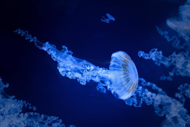 Deep-Sea Trench